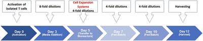 Piloting a scale-up platform for high-quality human T-cells production